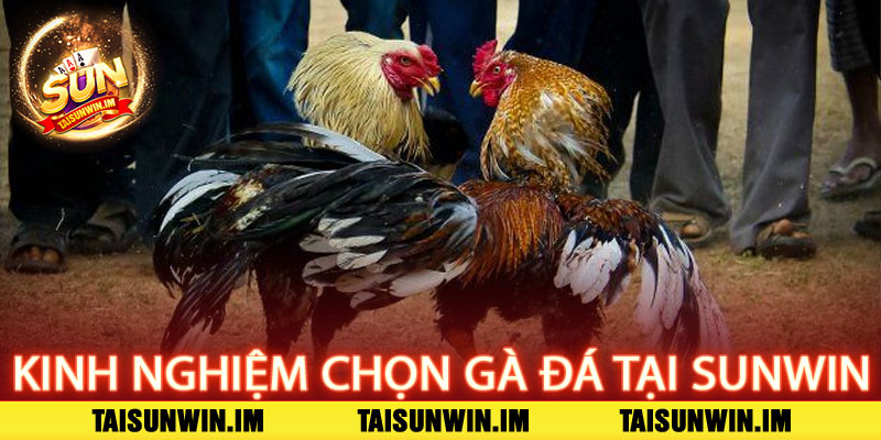 Đá Gà Sunwin – Đỉnh cao kịch tính, bùng nổ chiến thắng 2 Kinh Nghiệm Chọn Gà Đá Tại Sunwin