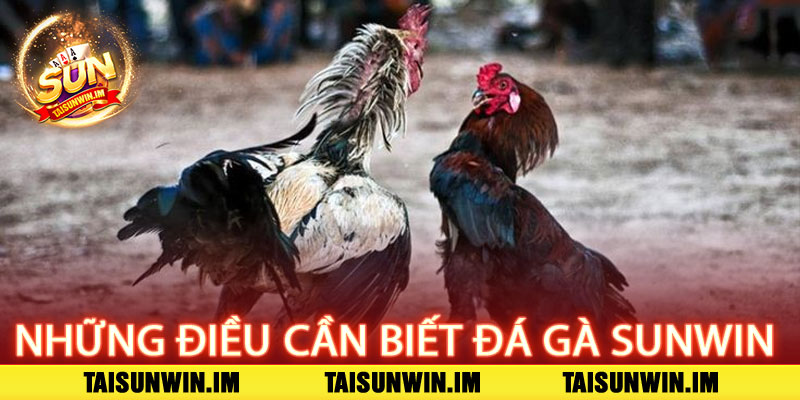 Đá Gà Sunwin – Đỉnh cao kịch tính, bùng nổ chiến thắng 3 Những Điều Cần Biết Về Đá Gà Sunwin
